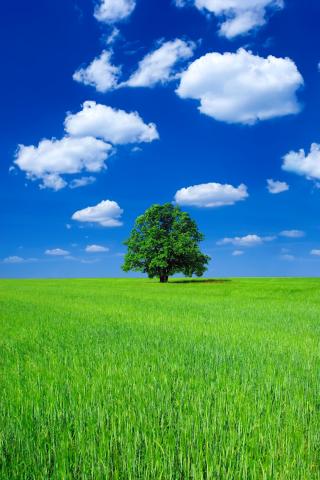 Blue skies